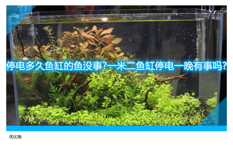 停電多久魚缸的魚沒事?一米二魚缸停電一晚有事嗎?